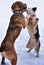 Dog waltz in the snow two dogs of the Yakut Laika breed and the Kangal breed Turkish Anatolian Shepherd Dog are dancing in a muz