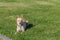 Dog warren hound on the grass in summer