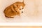 Dog is washed in a bathtub full of bath foam