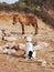 Dog watching the donkey.