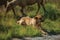 Dog watching flock of goats grazing on sward