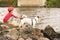 Dog watching his kid owner angling fish with fishing rod in river on summer day