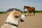 Dog watching horse training