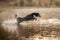 Dog in the water. Active Border Collie jumping in the lake.