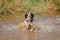 Dog in water with ball