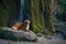 dog at the waterfall. Nova Scotia Duck Tolling Retriever in nature