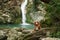dog at the waterfall. Shiba inu in nature. Travel and hiking with pet