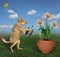 Dog watering money flower 2