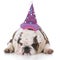 dog wearing birthday hat