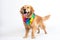 A dog wearing a colorful bandana standing in front of a white background