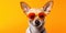 Dog wearing cool glasses on colored background