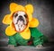 Dog wearing flower costume