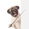 Dog wearing glasses holding a pointing stick and points on empty banner. isolated on white background