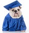 Dog wearing graduate gown