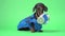 Dog, wearing in a hazardous materials suit on chromakey background