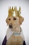 Dog wearing kings crown