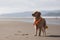 dog wearing lifeguard whistle around its neck, walking the beach in search of trouble