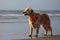 dog wearing lifeguard whistle around its neck, walking the beach in search of trouble