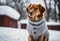 A dog wearing a light blue sweater sits in a wintry landscape surrounded by snow