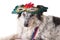 Dog wearing Mardi Gras mask