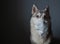 Dog wearing a mask of air pollution to protect against dust. Siberian husky wearing a health mask sit on a dark background