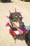 Dog wearing patriotic costume for the Fourth of July, in Lima Montana