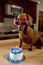 Dog wearing pink sunglasses with birthday cake