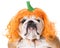 dog wearing pumpkin costume