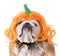 dog wearing pumpkin costume