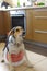 Dog wearing red  apron guarding in kitchen having threatening look