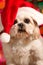 Dog wearing santa hat