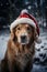 A dog wearing a santa hat in the snow