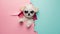 dog wearing sunglasses peeking out of a hole in pastel color, fluffy puppy jump out