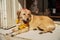 Dog Wearing Yellow Flower Necklace and Red Dot Tika during Kukur Tihar Festival in Nepal