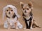 Dog wedding - chihuahua bride and groom