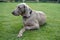 Dog Weimaraner portrait on the green grass summer background