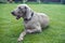 Dog Weimaraner portrait on the green grass summer background