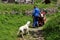 Dog welcomes boss in little hamlet Dormillouse, french Hautes Alpes