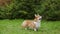 A dog of the Welsh Corgi Pembroke breed stands on a green lawn in the park and looks ahead with a slightly raised head