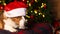Dog. Welsh Corgi Pembroke. Holidays and events. A thoroughbred dog and a Christmas tree