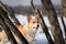 Dog Welsh Corgi Pembroke in an interesting winter scenery on a frozen pond between protruding branches