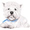 dog West Highland White Terrier breed sitting