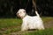 Dog West highland white Terrier standing in show position