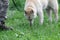 A dog of the West Siberian Laika breed sniffs the ground taking a trail or looking for explosives next to a hunter or a military