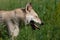 A dog of the West Siberian Laika breed stands in the heat with closed eyes and protruding tongue in summer in a field with tall