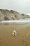 Dog Westh Highland White Terrier Enjoying A Day Of Beach With Formations Of The Flysch Type Of The Paleocene Geopark Basque Route