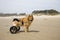 Dog on Wheels 02