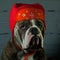 Dog whid a red hat