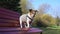 Dog of white and brown colors sits on wooden park bench