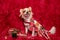 Dog white long-haired Chihuahua breed against background of a fluffy plaid and New Year`s toys